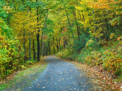 Tim Fitzharris - Road in forest in autumn, Fishers Gap, Shenandoah National Park, Virginia