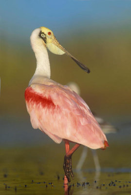 Tim Fitzharris - Roseate Spoonbill, North America