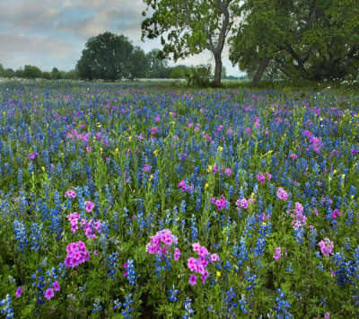 Tim Fitzharris - Sand Bluebonnet and Pointed Plox flowers, Texas
