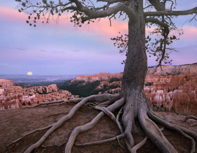 Tim Fitzharris - Coniferous tree and moon, Bryce Canyon National Park, Utah