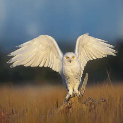 Tim Fitzharris - Snowy Owl male spreading wings, British Columbia, Canada