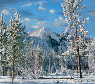 Tim Fitzharris - Conifers in winter, Yellowstone National Park, Wyoming