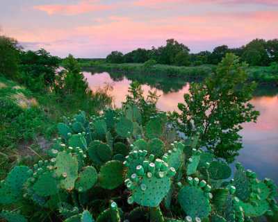 Tim Fitzharris - Opuntia cactus at sunset, South Llano River State Park, Texas