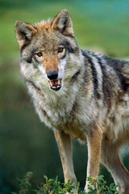 Tim Fitzharris - Gray Wolf