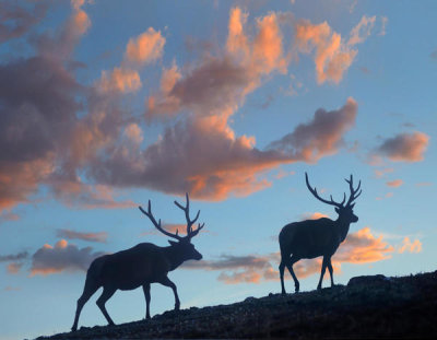 Tim Fitzharris - Elk bulls, Rocky Mountain National Park, Colorado