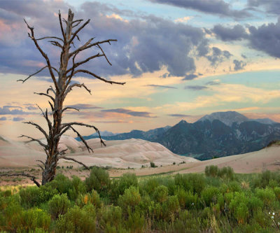 Tim Fitzharris - Dead tree, sand dunes, and mountains, Great Sand Dunes National Park, Colorado