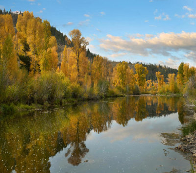 Tim Fitzharris - Cottonwood trees in autumn, Blue River, Colorado