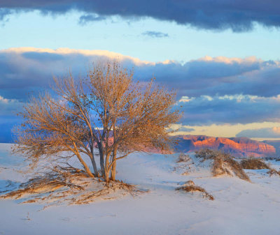 Tim Fitzharris - Fremont Cottonwood tree, White Sands National Monument, New Mexico