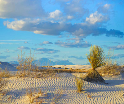 Tim Fitzharris - Yucca in sand dune, White Sands National Monument, New Mexico