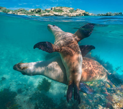 Tim Fitzharris - Australian Sea Lion pair near coast, Coral Coast, Australia