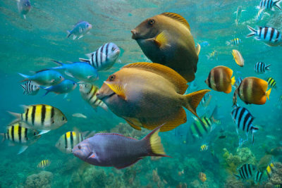 Tim Fitzharris - Butterflyfish, Damselfish, Sergeant Major Damselfish, Ray-finned Fish, and Wrasse school, Philippines