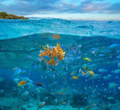 Tim Fitzharris - Damselfish and Basslets and floating seaweed, Bohol Island, Philippines