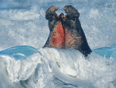 Tim Fitzharris - Northern Elephant Seal bulls fighting in surf, Piedras Blancas, California