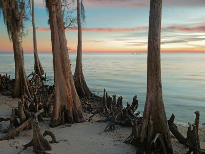 Tim Fitzharris - Dwarf Cypress trees, Lake Pontchartrain, Lousiana