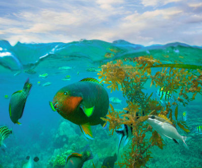 Tim Fitzharris - Parrotfish, Scissor-tail Sergeant and Sergeant Major Damselfish school, Philippines