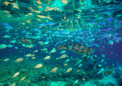 Tim Fitzharris - Green Sea Turtle in Damselfish school, Balicasag Island, Philippines