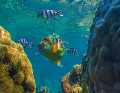 Tim Fitzharris - Parrotfish and Sergeant Major Damselfish school among coral, Apo Island, Philippines