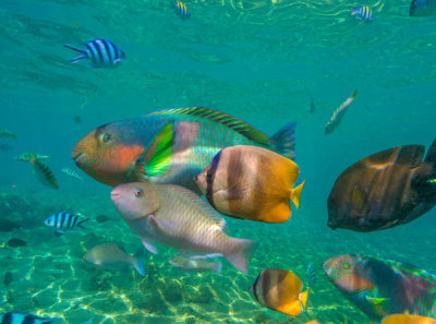 Tim Fitzharris - Parrotfish, Butterflyfish, and Sergeant Major Damselfish, Negros Oriental, Philippines