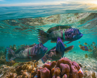 Tim Fitzharris - Wrasse group above brain coral, Ningaloo Reef, Australia