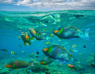 Tim Fitzharris - Parrotfish, Damselfish, Sergeant Major Damselfish and Basslet school, Negros Oriental, Philippines