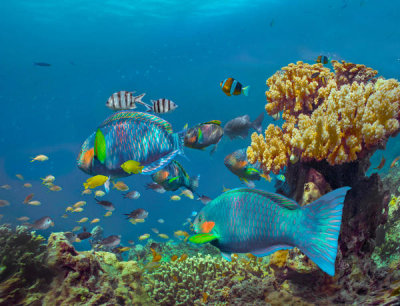 Tim Fitzharris - Parrotfish, Anemonefish, and Sergeant Major Damselfish school, Bohol Island, Philippines