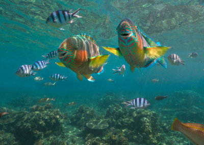 Tim Fitzharris - Parrotfish pair and Sergeant Major Damselfish, Negros Oriental, Philippines