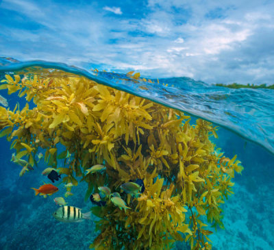 Tim Fitzharris - Sergeant Major, Wrasse, and Basslet near floating seaweed, Ningaloo Reef, Australia