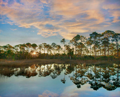 Tim Fitzharris - Pine trees at sunrise, St. Joseph Bay State Buffer Preserve, Florida