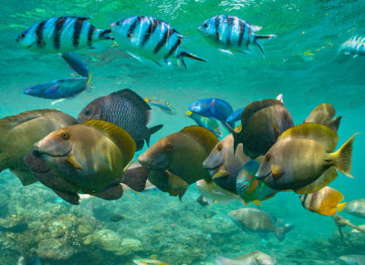 Tim Fitzharris - Butterflyfish and Sergeant Major Damselfish school, Negros Oriental, Philippines
