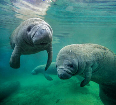 Tim Fitzharris - West Indian Manatees