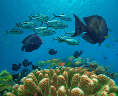 Tim Fitzharris - Butterflyfish, Cavalla, Parrotfish, and Damselfish school, Balicasag Island, Philippines