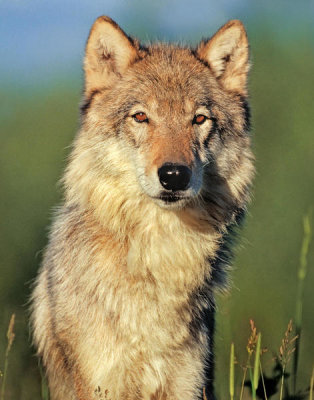 Tim Fitzharris - Gray Wolf