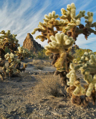 Tim Fitzharris - Teddy Bear Cholla cacti, Crater Range, Arizona