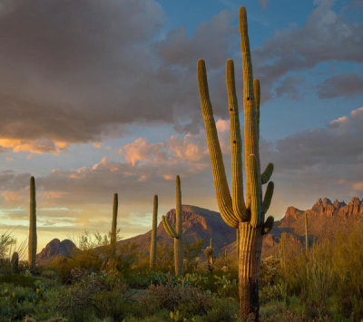 Tim Fitzharris - Saguaro cactus with holes made by woodpeckers, Tucson Mountains, Arizona