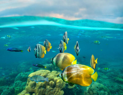 Tim Fitzharris - Butterflyfish school, Negros Oriental, Philippines