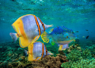 Tim Fitzharris - Butterflyfish group and male Horned Boxfish, Coral Coast, Australia