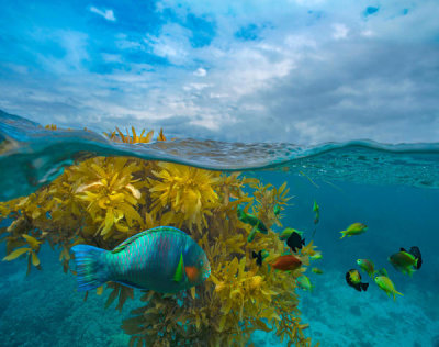 Tim Fitzharris - Surf Parrotfish, Damselfish and Basslet school near floating seaweed, Bohol Island, Philippines