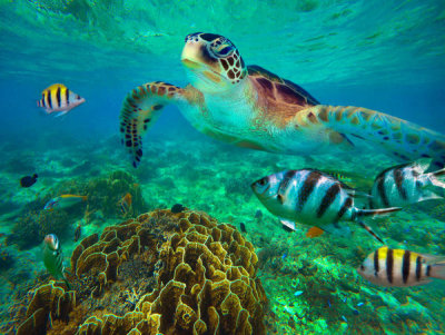 Tim Fitzharris - Green Sea Turtle and Sergeant Major Damselfish group, Negros Oriental, Philippines