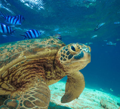 Tim Fitzharris - Green Sea Turtle, Balicasag Island, Philippines