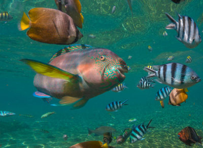 Tim Fitzharris - Parrotfish, Butterflyfish, and Scissor-tail Sergeant school, Negros Oriental, Philippines