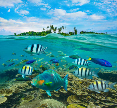 Tim Fitzharris - Parrotfish, Wrasse and Sergeant Major Damselfish school, Balicasag Island, Philippines