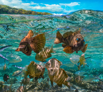 Tim Fitzharris - Rock Cod pair and Blackspot Sergeant, Ningaloo Reef, Australia