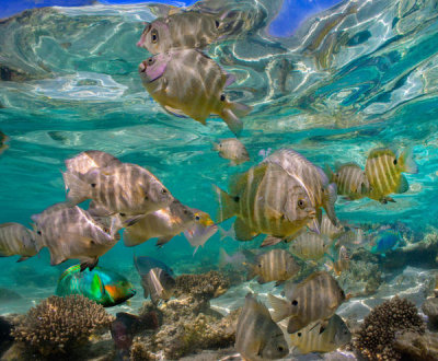 Tim Fitzharris - Blackspot Sergeant school, Ningaloo Reef, Australia