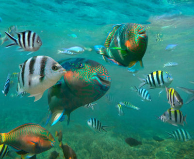 Tim Fitzharris - Sergeant Major Damselfish and Parrotfish school, Negros Oriental, Philippines