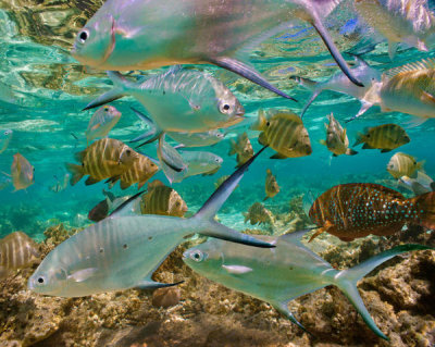 Tim Fitzharris - Scissor-tail Sergeant and Wrasse school, Philippines