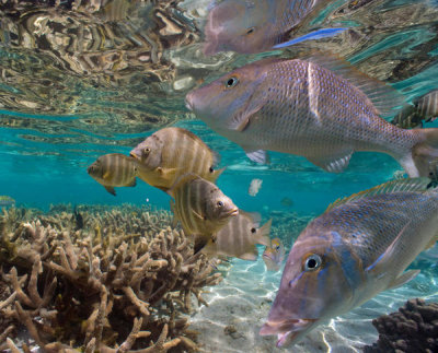 Tim Fitzharris - Snapper and Blackspot Sergeant school, Ningaloo Reef, Australia