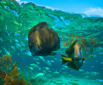 Tim Fitzharris - Butterflyfish pair and Blue Chromis, Balicasag Island, Philippines