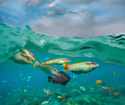 Tim Fitzharris - Wrasse, Surgeonfish, and Sergeant Major Damselfish school, Negros Oriental, Philippines