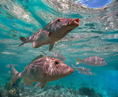 Tim Fitzharris - Snapper pair, Ningaloo Reef, Australia