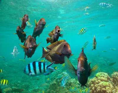 Tim Fitzharris - Butterflyfish and Sergeant Major Damselfish school, Negros Oriental, Philippines